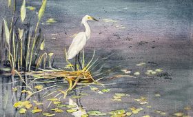 Snowy Egret in the Pickerelweed